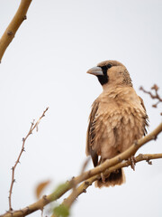 Siedelweber (Philetairus socius)