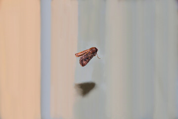 Wainscot Moth (Dasygaster) sheltering at night, South Australia