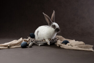 A bunny sits in a draped nest with eggs, posed against an artistic backdrop capturing the gentle charm of a springtime scene.
