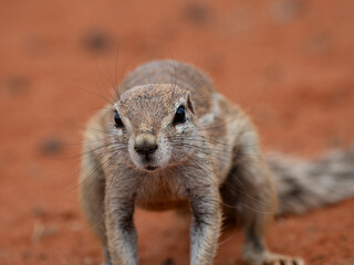 Kap-Borstenhörnchen (Xerus inauris)