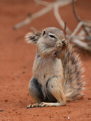 Kap-Borstenhörnchen (Xerus inauris)