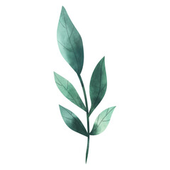 green leaves isolated on white background