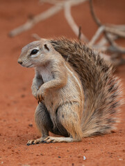 Kap-Borstenhörnchen (Xerus inauris)