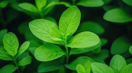 Alfalfa Extract, Close-up of vibrant green alfalfa plants growing in a lush environment.