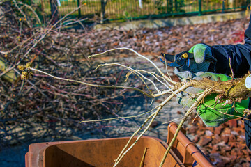 Close-up of farmer's hand in a green work glove using pruner. A gardener trims dead tree branches...