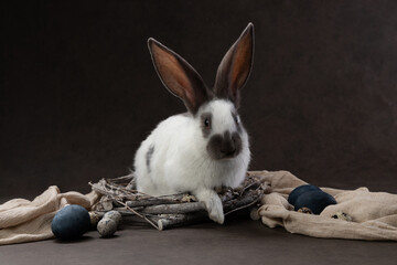 A bunny sits in a draped nest with eggs, posed against an artistic backdrop capturing the gentle charm of a springtime scene.