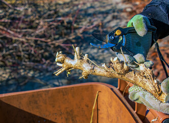 Close-up of a farmer's hand in green work glove using a pruner. Gardener trims dead tree branches...