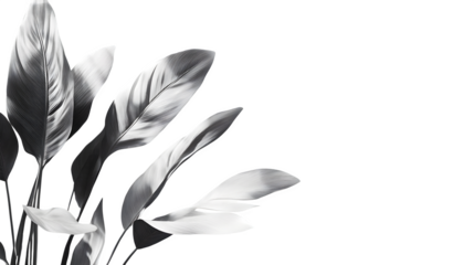 Realistic palm leaf shadow on white background with plant edge visible --ar 16:9 --s 250