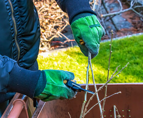 Close-up of a farmer's hand in a green work glove using a pruner. Gardener trims dead tree branches...