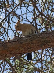 Wonderful animals in Spain. The hoopoe (Upupa epops) makes its remarkable journey northward, passing through Gibraltar as it migrates from the Sahel region of Africa. Selective focus