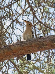 Wonderful animals in Spain. The hoopoe (Upupa epops) makes its remarkable journey northward, passing through Gibraltar as it migrates from the Sahel region of Africa. Selective focus