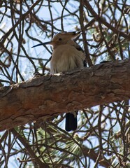 Wonderful animals in Spain. The hoopoe (Upupa epops) makes its remarkable journey northward, passing through Gibraltar as it migrates from the Sahel region of Africa. Selective focus