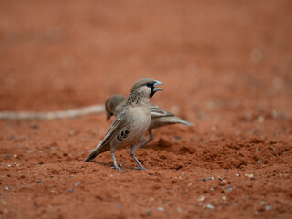 Kap-Borstenhörnchen (Xerus inauris)