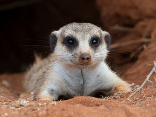 Erdmännchen (Suricata suricatta)