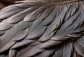 Obraz premium Luxurious texture, creates a soft ash-gray background with bird feather texture, luxurious background