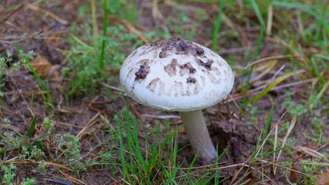 Deadly Amanita phalloides mushroom in a forest. Toxic white cap with speckled surface and distinct ring on stem. Dangerous fungus known in folk medicine and poisoning cases.