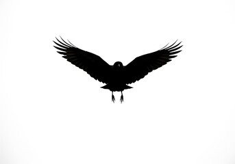 Obraz premium Black bird flying silhouette on white background