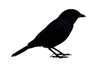 Obraz premium Silhouette of a crow standing on white background