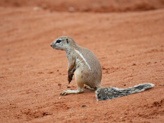 Kap-Borstenhörnchen (Xerus inauris)