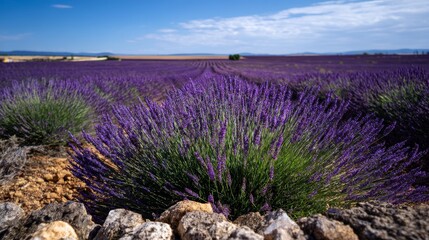 Fototapeta premium Vibrant lavender field in full bloom under a clear sky with stone wall in the foreground