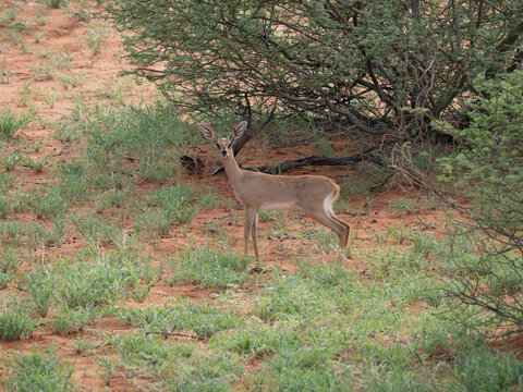 Steinb&ouml;ckchen (Raphicerus campestris) ,Zwergantilope
