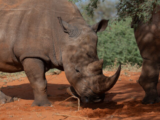 Breitmaulnashorn (Ceratotherium simum)