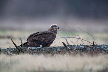 A marsh harrier behind a broken log in a meadow