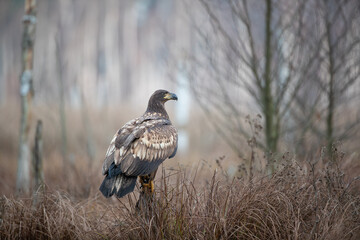 An eagle on a broken stump in autumn colors