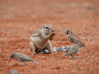 Kap-Borstenhörnchen (Xerus inauris)