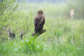 Columbine on a branch among the bushes