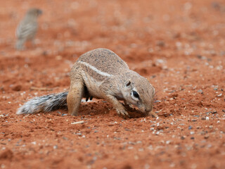 Kap-Borstenhörnchen (Xerus inauris)