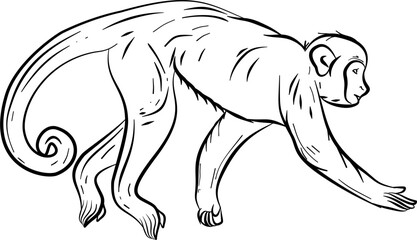 Capuchin hand drawn vector