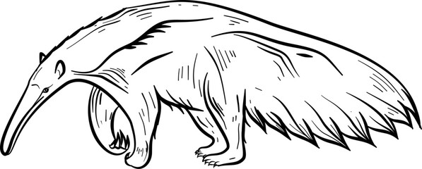 Anteater hand drawn vector