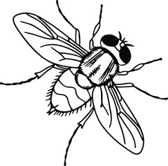 fly on white background
