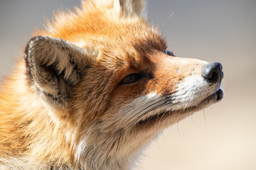 Close-up of a fox's head