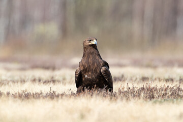A bird of prey in a meadow on a sunny day