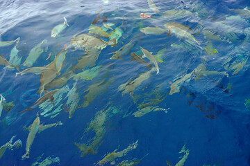 stingray at the water surface