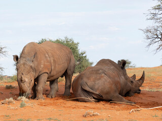 Obraz premium Breitmaulnashorn (Ceratotherium simum)