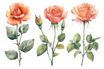 Obraz premium A beautiful flower, the pink rose, is set against an isolated white background in a watercolor illustration of a botanical painting