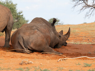 Breitmaulnashorn (Ceratotherium simum)