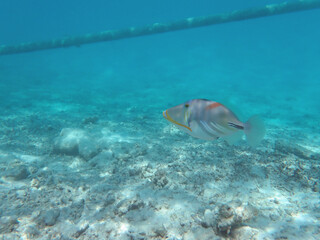 Fototapeta premium maldives sorkeling with colorful fish