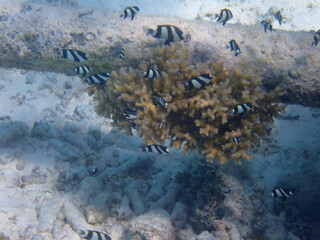 maldives sorkeling with colorful fish