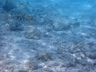 Obraz premium maldives sorkeling with colorful fish