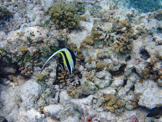 maldives sorkeling with colorful fish