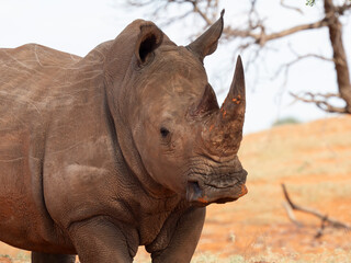 Breitmaulnashorn (Ceratotherium simum)