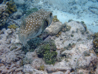 maldives sorkeling with colorful fish