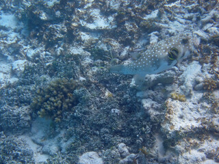 maldives sorkeling with colorful fish