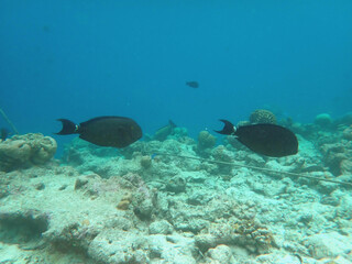 maldives sorkeling with colorful fish