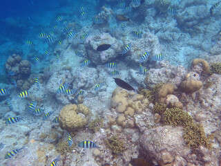 maldives sorkeling with colorful fish
