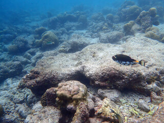 maldives sorkeling with colorful fish